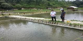 Ada naik dan turun, semua itu kita kena tahu. Theopilus Ginting Budidaya Ikan Air Tawar Di Kabupaten Karo Potensial Untuk Dikembangkan