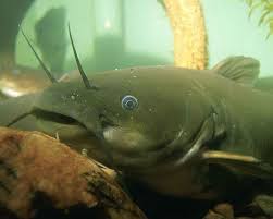 It is fun to see the vacuum like mouth sweeping the top of the water to get their food. Catfish Of Pennsylvania Stonecats Madtoms Bullheads Pennlive Com