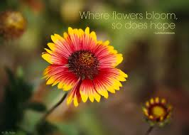Check spelling or type a new query. Where Flowers Bloom So Does Hope Photograph By Marilyn Deblock