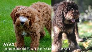 Long, curly and thick, or they may have fur that resembles that of a labrador: Affordable Australian Labradoodle Puppies