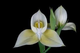 Image result for Disa robusta