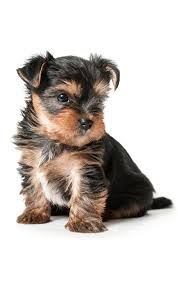 Some of the tiniest, most beautiful teacup yorkie puppies in the world! Newborn Yorkies