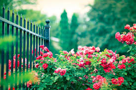 Wallpapers intend a well designed document or portrait that sets as pleasing backgrounds for desktop, laptop, personal computer, mobile phone, smart phone, notebook etc. Wallpapers Hd Nature Flower Rose Wallpaper Cave
