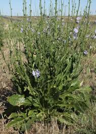 Image result for Cichorium