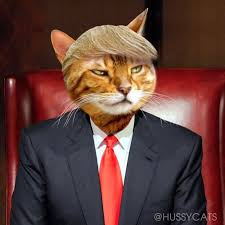 Trump Your Cat Cats Pet Portraits Animals