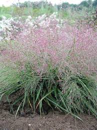 Image result for Eragrostis dinteri