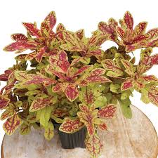 Image result for Coleus guerkei