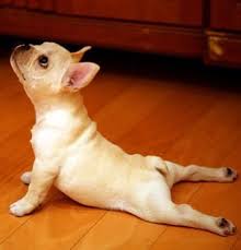 Pin By Ceci Garcia On Animals Cute Animals Dog Yoga How To Do Yoga