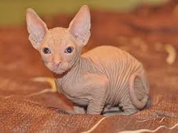 As an owner of a hairless cat, i confirm this message. Sphynx Need I Say More Hairless Cat Sphynx Hairless Cat Kitten Adoption