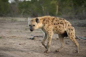 Résultat de recherche d'images pour "hyena"