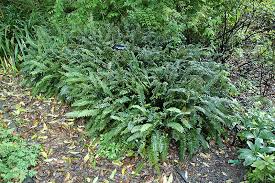 Image result for Pellaea pectiniformis