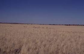 Image result for Plinthus cryptocarpus