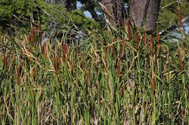 Image result for Typha capensis