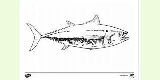 Unique tuna fish coloring page file free vector art library. Free Tuna Fish Colouring Sheet Teacher Made