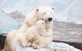 Alan's next book features polar bears so we've been watching a bunch of polar. White Polar Bear Carrying Baby Bear Hd Wallpaper Wallpaper Flare