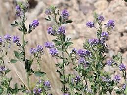 Image result for Medicago sativa