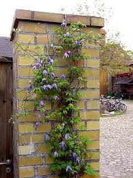 But don't despair, i'd much rather have a clay soil than chalky or sandy, it's just a question of learning how to make the most of what you have got. Clematis Atragene Alpina Blue Bird