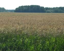 We did not find results for: Bromegrass Carlton 1 Golden Acre Seeds