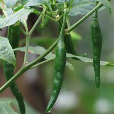 Fresh Chilli Green ( তাজা সবুজ মরিচ )