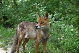 Four Legs Good, Two Legs Bad: Animals Return to the Chernobyl Exclusion Zone | Environment & Society Portal