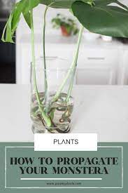 Monstera, split leaf monstera, swiss cheese plant. How To Propagate A Monstera Plant With Success Paisley Plants