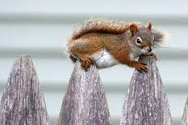 Baby Squirrely These Are Mine Get Your Own Cute Puppies Flying Squirrel Pet Baby Squirrel