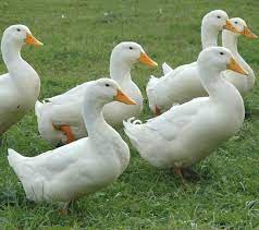 Start Profitable Pekin Duck Farming Business