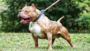 American Bully Wallpapers Top Free American Bully Backgrounds Wallpaperaccess We have a massive amount of desktop and mobile backgrounds. american bully wallpapers top free