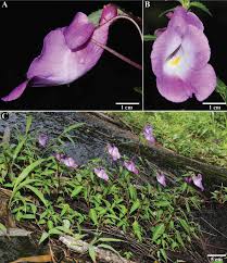 Image result for Achyrospermum laterale
