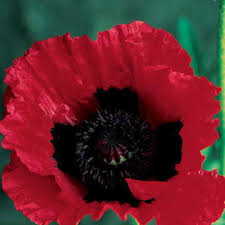 The seed pods can be left to develop or can be cut in order to promote more flower production. Great Scarlet Poppy Seeds