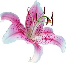 Lily Flower Png By Frozenstocks Deviantart Com On Deviantart Lilly Flower Transparent Flowers Lily Flower