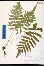 Image result for Christella dentata