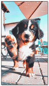 Dog Wallpaper Dog Wallpaper Cute Dog Wallpaper Dog Wallpaper Iphone