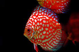 Top 25 Colorful Freshwater Aquarium Fish