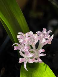 Image result for Ozoroa nigricans