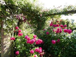 Rosiers arbustifs type de fleurs : Thomas A Becket Picture Of David Austin Roses Wolverhampton Tripadvisor
