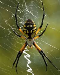 Black And Yellow Striped Spider Australia Black And Yellow Garden Spider Argiope Aurantia Garden Spider Spider Arachnids Spiders