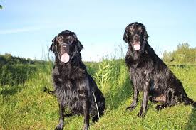Check spelling or type a new query. Black Flat Coated Retriever Free Image Peakpx