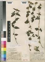 Image result for Aspilia mendoncae