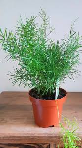 Image result for A. densiflorus Sprengeri