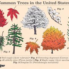 Check spelling or type a new query. Ten Most Common Trees In The United States