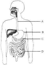 (ii) saliva contains amylase that breaks down. Mcq Questions For Class 10 Science Life Process With Answers Ncert Books