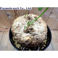 Image result for Momordica boivinii