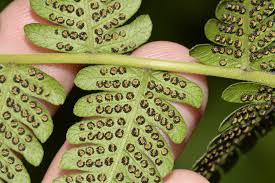 Image result for Christella dentata