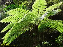 Image result for Cyathea mossambicensis