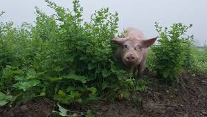 King's farms almost 500 acres. What S A Watusi 10 Things To Do On Asap S Farm Tour