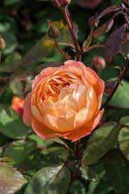 We did not find results for: The Most Fragrant Roses For Your Garden Hgtv