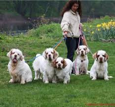 Find the perfect clumber spaniel puppy for sale in north carolina, nc at puppyfind.com. 190 Clumber Spaniels Ideas Clumber Spaniel Spaniel Dog Spaniel