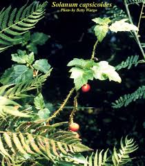 Image result for Solanum capsicoides