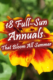 Summer flowering shrubs that don't stop blooming! 18 Full Sun Annuals That Bloom All Summer Garden Tabs
